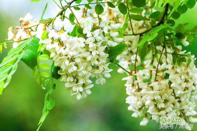 槐花的功效与归经 槐花功效与归经