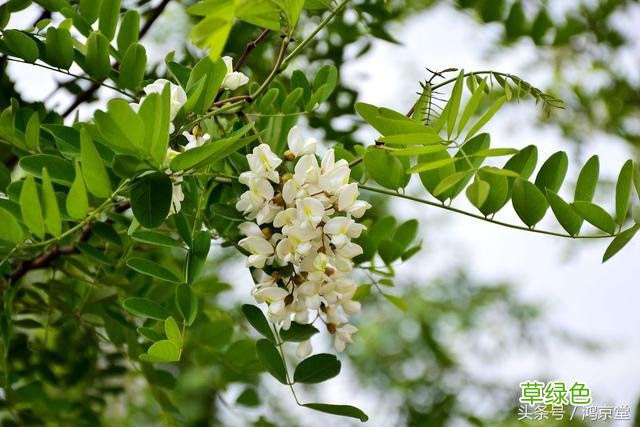 槐花的功效与归经 槐花功效与归经