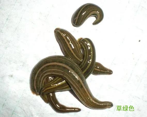 蚂蝗七的功效与作用 蚂蝗七的功效