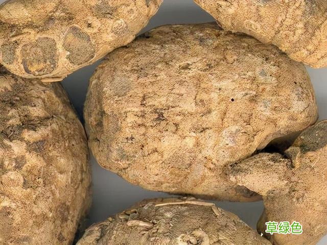 三棱的功效与作用与主治 三梭的功效与作用