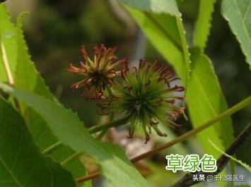 六六通中药功效与作用 中药六六通功效