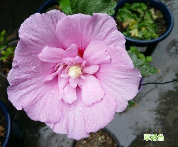 木槿花的功效与作用及食用方法 木槿花的功效与作用