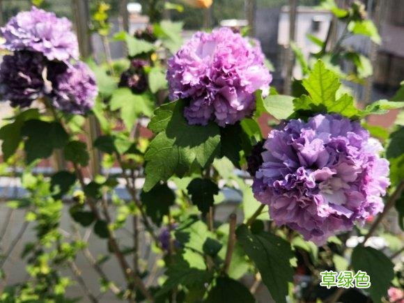 木槿花的功效与作用及食用方法 木槿花的功效与作用