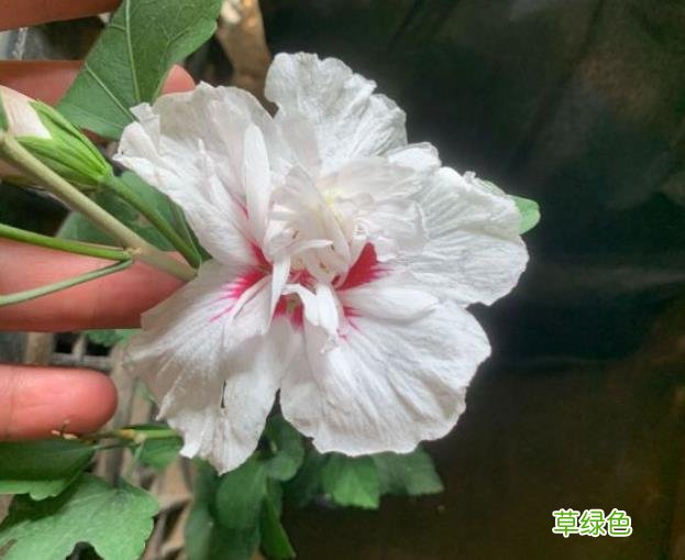 木槿花的功效与作用及食用方法 木槿花的功效与作用