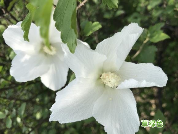 木槿花的功效与作用及食用方法 木槿花的功效与作用