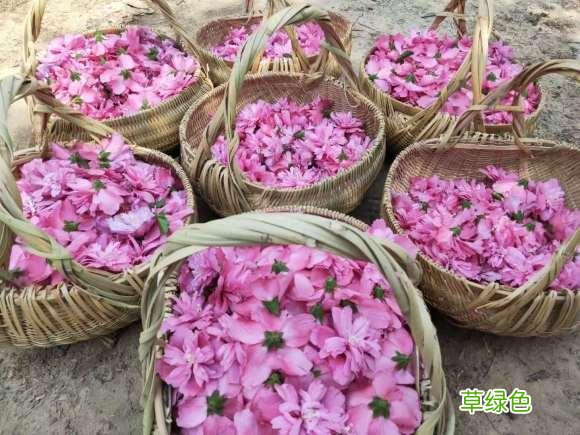 木槿花的功效与作用及食用方法 木槿花的功效与作用
