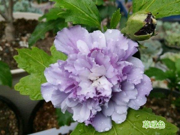 木槿花的功效与作用及食用方法 木槿花的功效与作用