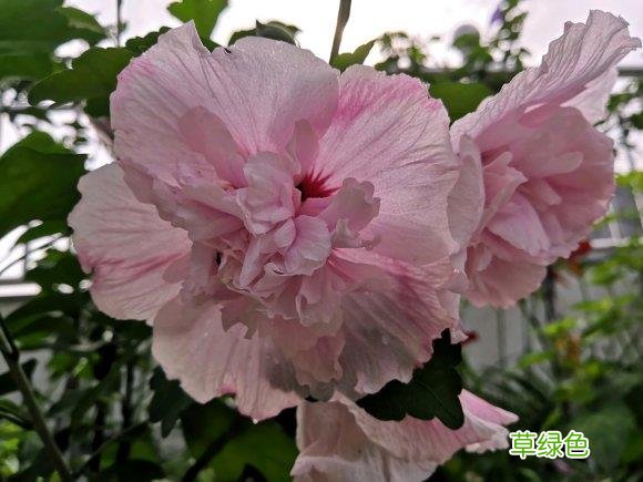 木槿花的功效与作用及食用方法 木槿花的功效与作用