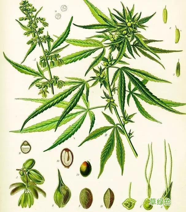 中药火麻仁的功效和作用 中药火麻仁的功效