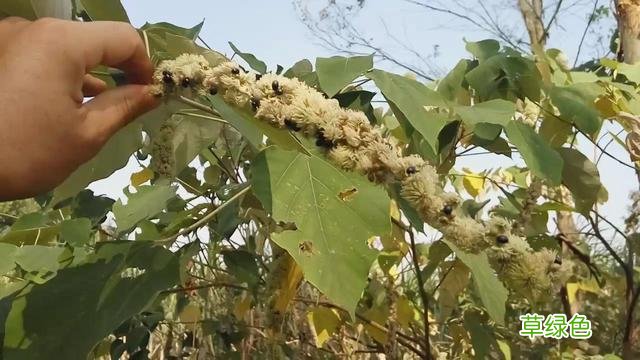 白背叶根的功效与作用 白背叶根的功效