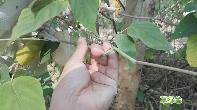 白背叶根的功效与作用 白背叶根的功效