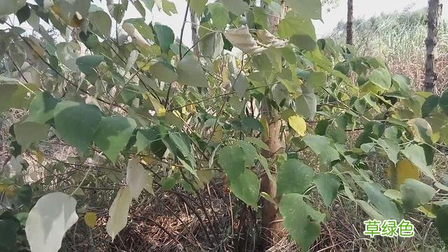 白背叶根的功效与作用 白背叶根的功效