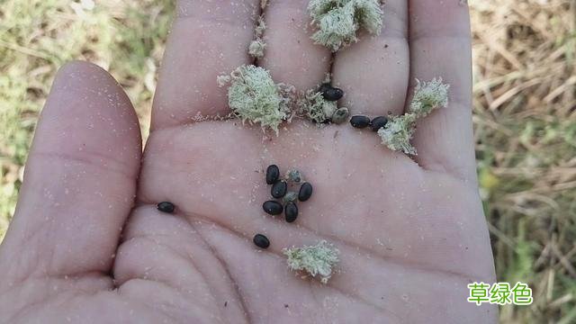 白背叶根的功效与作用 白背叶根的功效