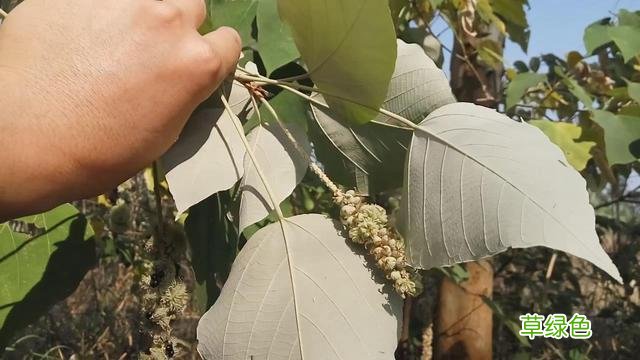 白背叶根的功效与作用 白背叶根的功效