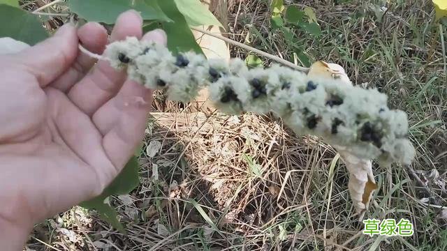 白背叶根的功效与作用 白背叶根的功效