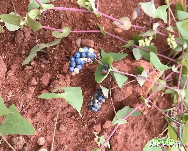 犁头尖的功效与作用图片 犁头尖的功效与作用