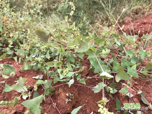犁头尖的功效与作用图片 犁头尖的功效与作用