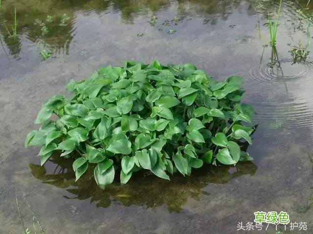 120种上品中药各自功效 药食可用上品中药的功效一览表
