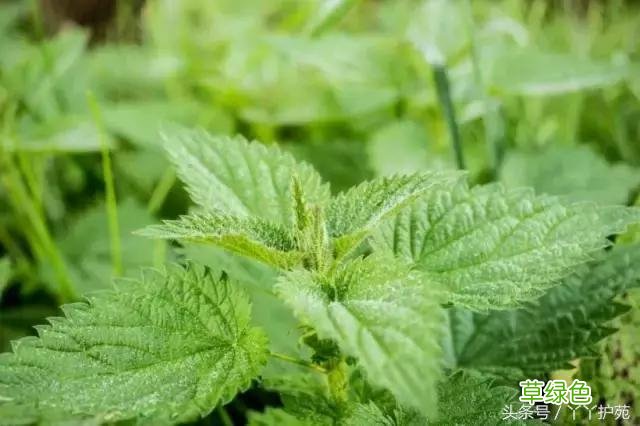 120种上品中药各自功效 药食可用上品中药的功效一览表