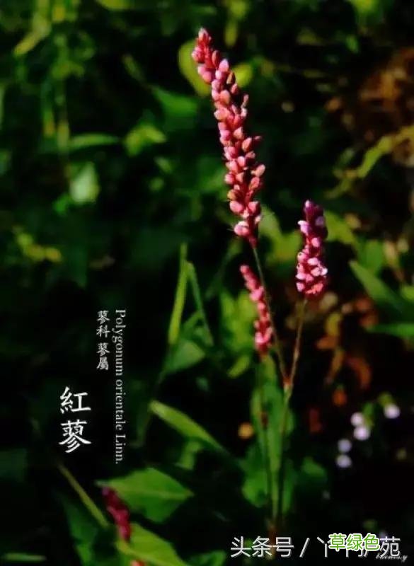 120种上品中药各自功效 药食可用上品中药的功效一览表