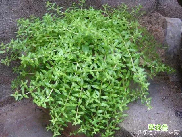120种上品中药各自功效 药食可用上品中药的功效一览表
