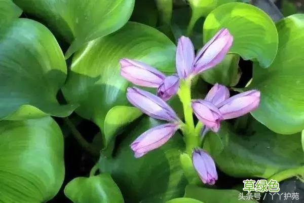 120种上品中药各自功效 药食可用上品中药的功效一览表