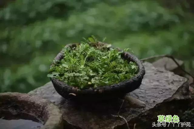 120种上品中药各自功效 药食可用上品中药的功效一览表