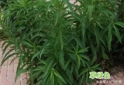 120种上品中药各自功效 药食可用上品中药的功效一览表