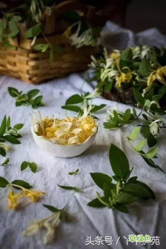 120种上品中药各自功效 药食可用上品中药的功效一览表