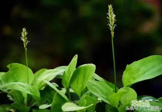 120种上品中药各自功效 药食可用上品中药的功效一览表