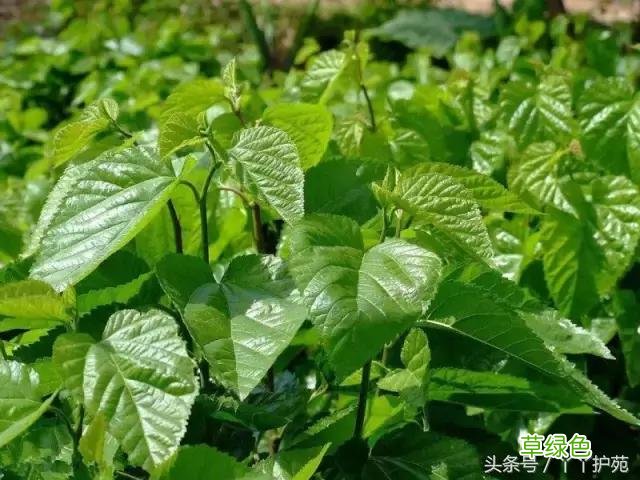 120种上品中药各自功效 药食可用上品中药的功效一览表