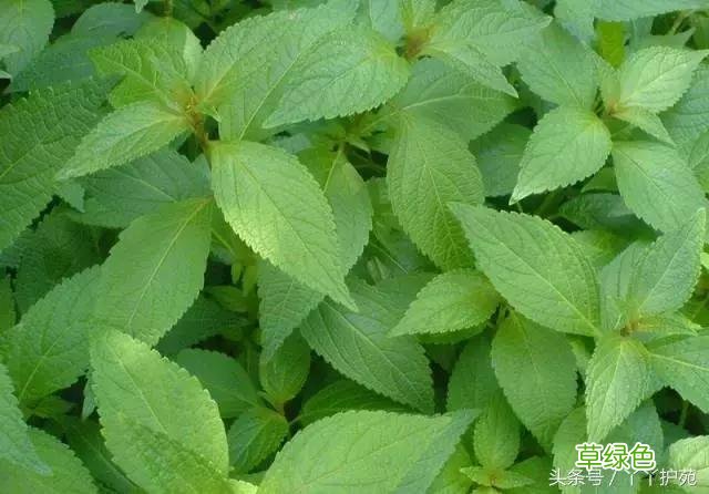 120种上品中药各自功效 药食可用上品中药的功效一览表