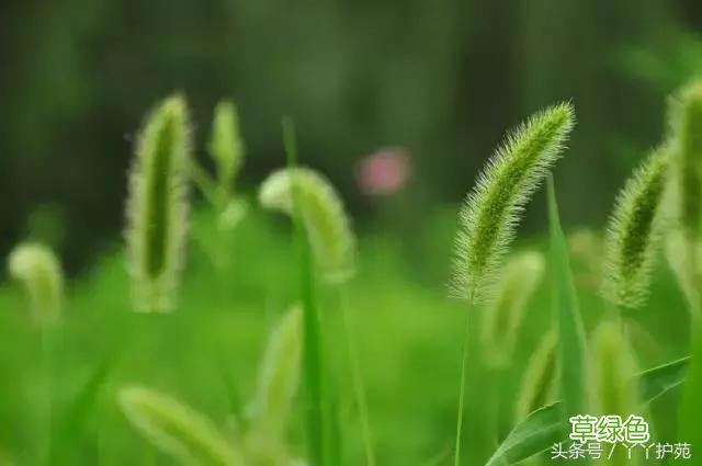 120种上品中药各自功效 药食可用上品中药的功效一览表