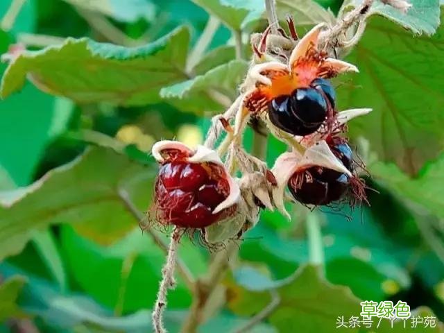 120种上品中药各自功效 药食可用上品中药的功效一览表