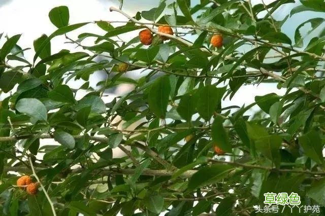 120种上品中药各自功效 药食可用上品中药的功效一览表