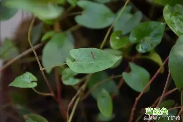 120种上品中药各自功效 药食可用上品中药的功效一览表