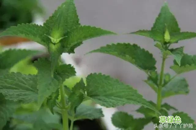 120种上品中药各自功效 药食可用上品中药的功效一览表