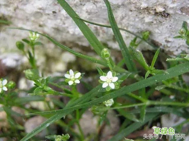 120种上品中药各自功效 药食可用上品中药的功效一览表