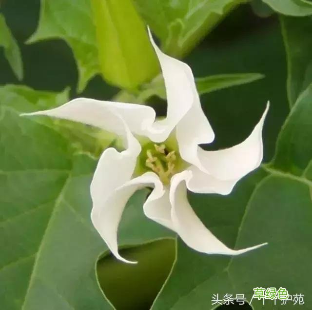 120种上品中药各自功效 药食可用上品中药的功效一览表