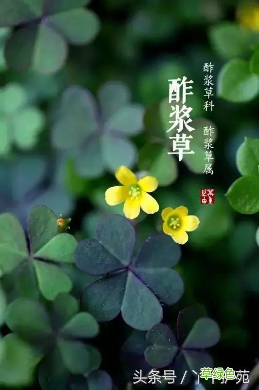 120种上品中药各自功效 药食可用上品中药的功效一览表
