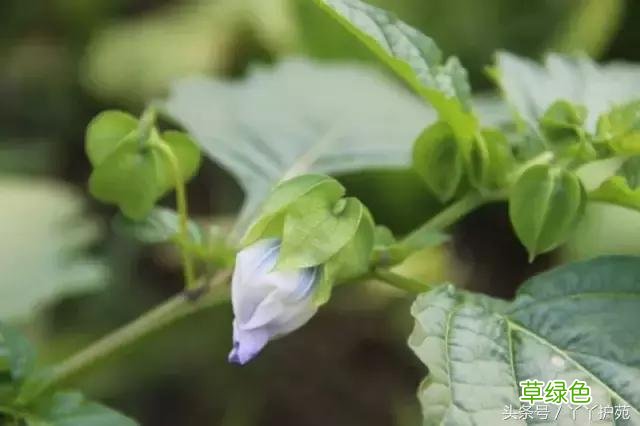 120种上品中药各自功效 药食可用上品中药的功效一览表