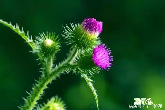 120种上品中药各自功效 药食可用上品中药的功效一览表
