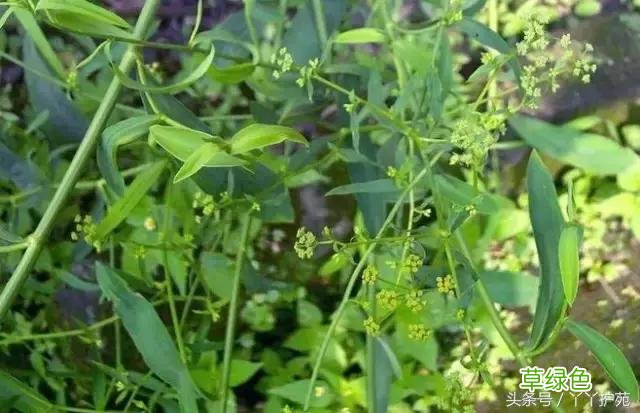 120种上品中药各自功效 药食可用上品中药的功效一览表