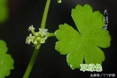 120种上品中药各自功效 药食可用上品中药的功效一览表