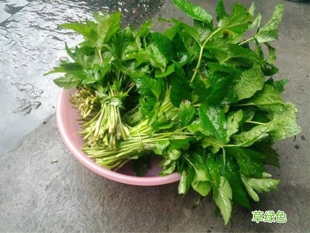 鸭脚板的功效与作用及禁忌 鸭脚板的功效与作用