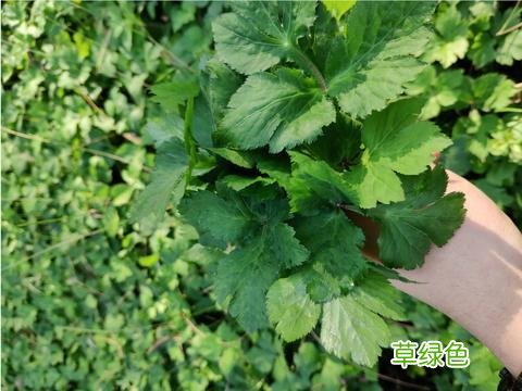 鸭脚板的功效与作用及禁忌 鸭脚板的功效与作用