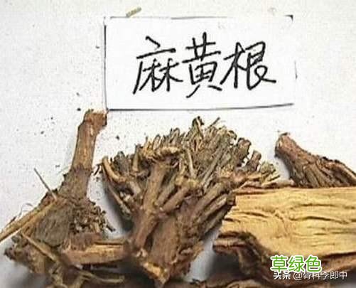 麻黄根的功效与主治 麻黄根的功效和主治