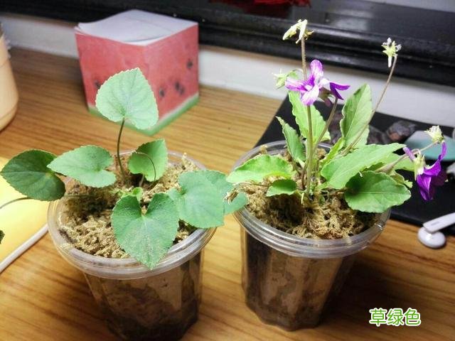 紫蒲公英的功效与作用 紫花蒲公英有什么功效与作用