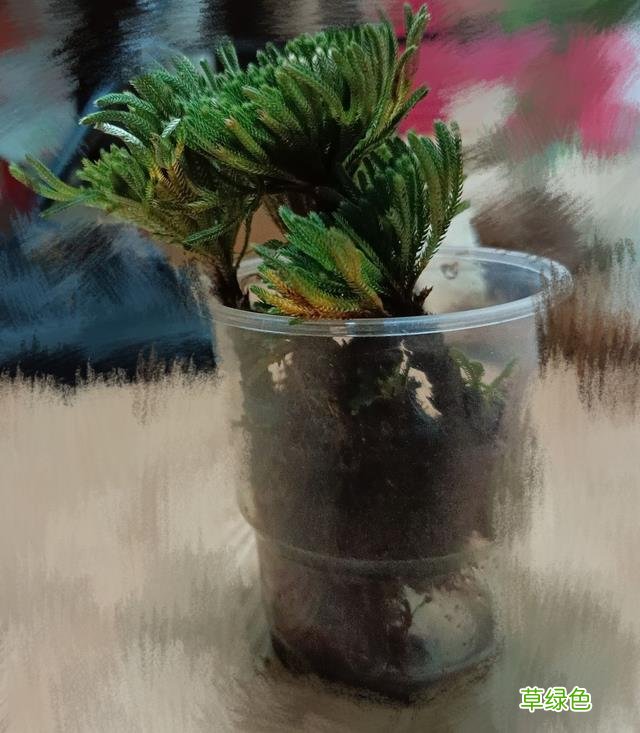 卷柏草的功效与作用及禁忌 卷柏草的功效与作用