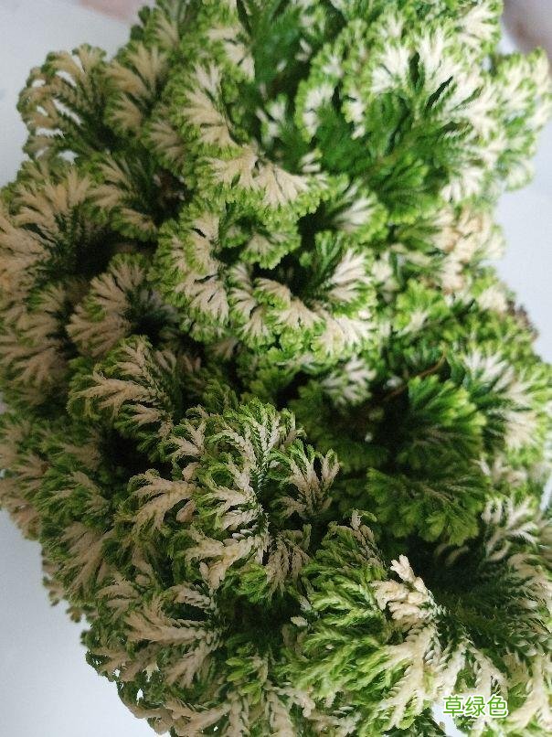 卷柏草的功效与作用及禁忌 卷柏草的功效与作用
